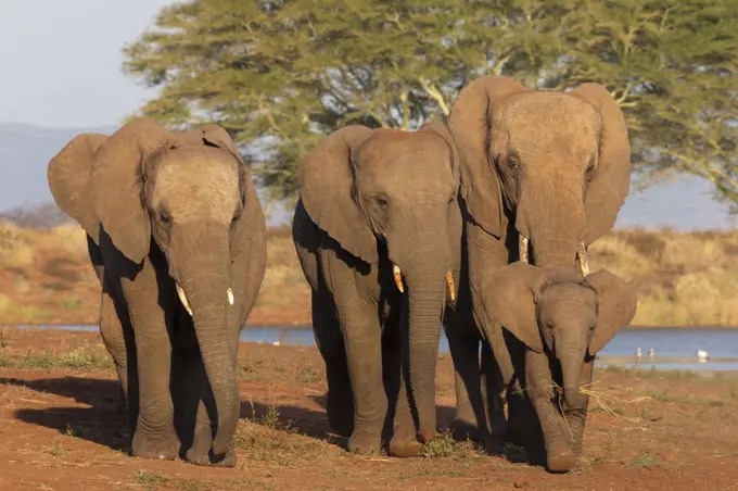 African elephants (Loxodonta africana), Zimanga game reserve, KwaZulu-Natal, South Africa, Africa