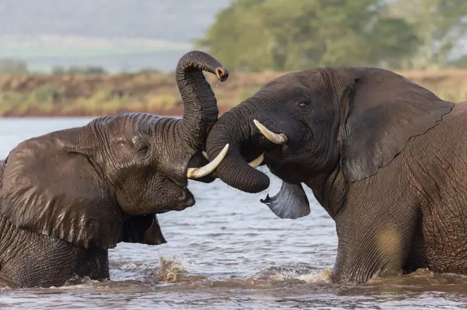 African elephants (Loxodonta africana) playfighting in water, Zimanga game reserve, KwaZulu-Natal, South Africa, Africa