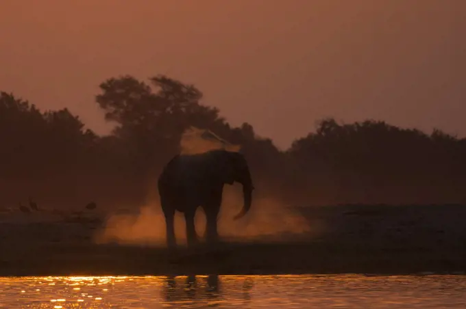 African elephant (Loxodonta africana) dusting at sunset, Chobe National Park, Botswana, Africa