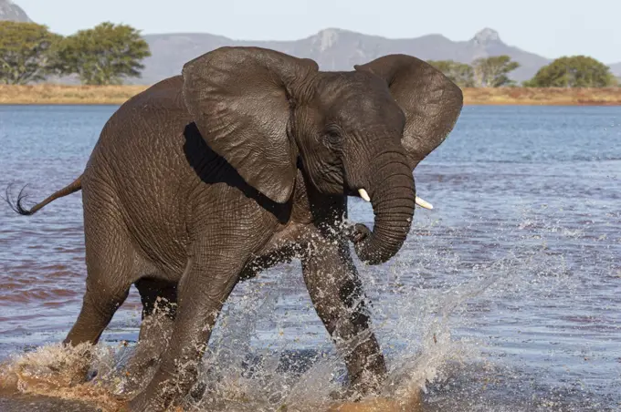 African elephant (Loxodonta africana) in water, Zimanga game reserve, KwaZulu-Natal, South Africa, Africa