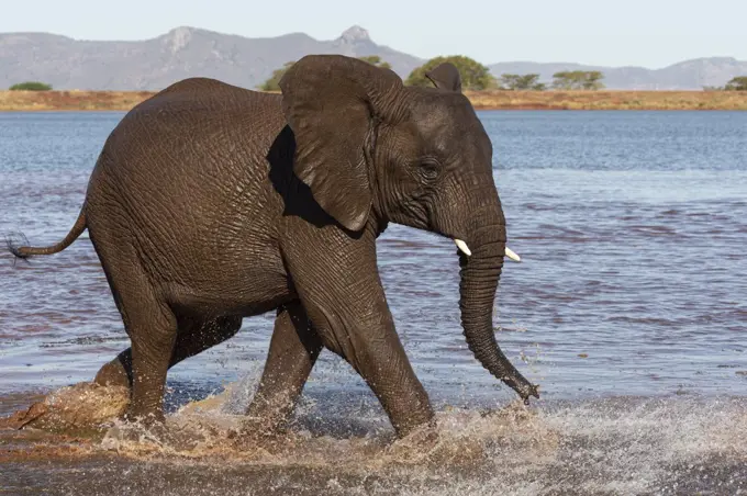 African elephant (Loxodonta africana) in water, Zimanga game reserve, KwaZulu-Natal, South Africa, Africa