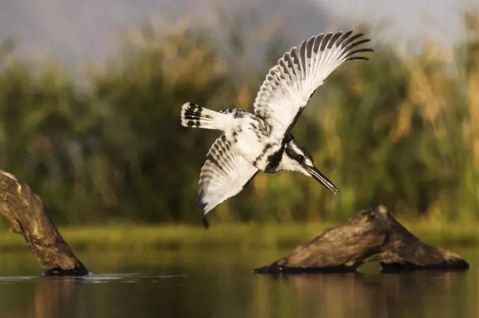 Pied kingfisher (Ceryle rudis) diving, Zimanga private game reserve, KwaZulu-Natal, South Africa, Africa