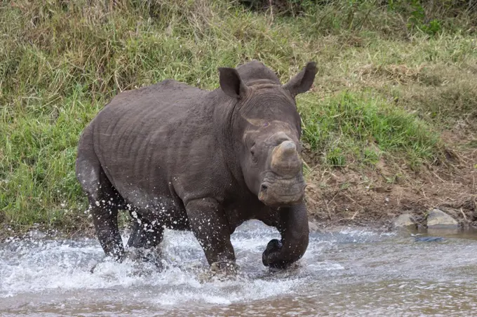 White rhino (Ceratotherium simum) bull, Zimanga private game reserve, KwaZulu-Natal, South Africa, Africa