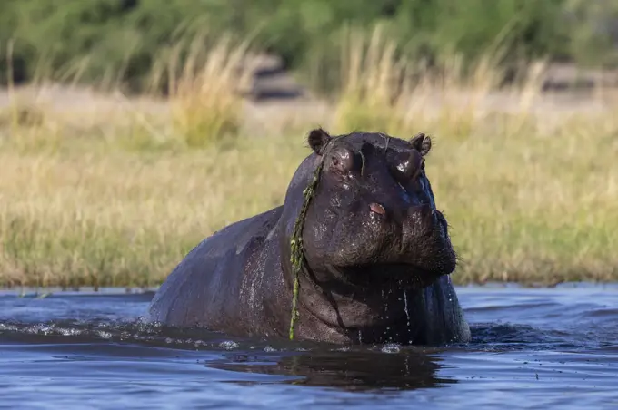 Hippo (Hippopotamus amphibius), Chobe National Park, Botswana, Africa