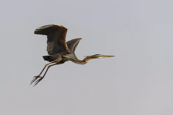 Purple heron (Ardea purpurea), Chobe National Park, Botswana, Africa