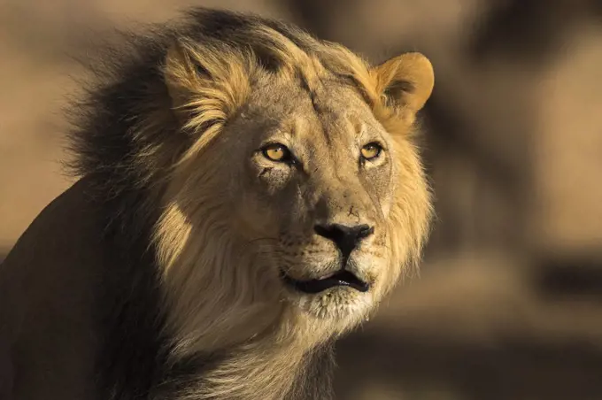 Lion (Panthera leo) male, Kgalagadi Transfrontier Park, South Africa, Africa