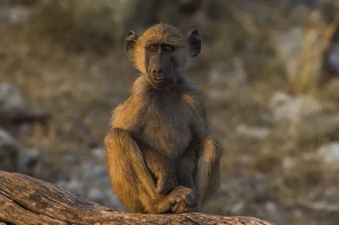 Chacma baboon (Papio ursinus), Chobe National Park, Botswana, Africa