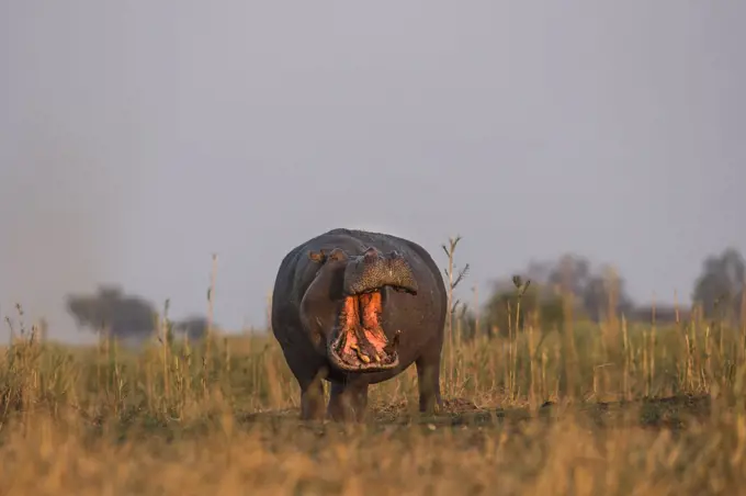 Hippo (Hippopotamus amphibius), Chobe National Park, Botswana, Africa