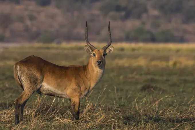 Red lechwe (Kobus leche), Chobe National Park, Botswana, Africa