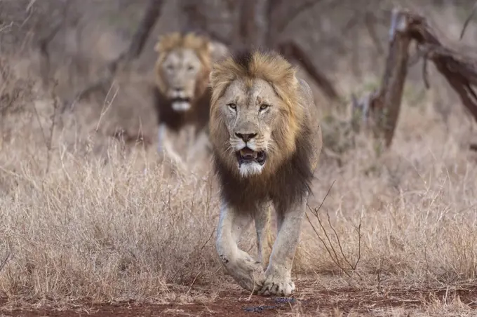 Lions (Panthera leo), Zimanga private game reserve, KwaZulu-Natal, South Africa, Africa