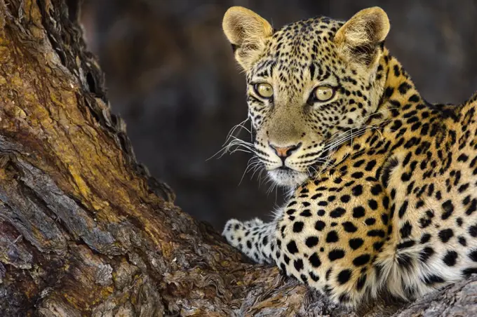 Leopard (Panthera pardus) female, Kgalagadi Transfrontier Park, South Africa, Africa