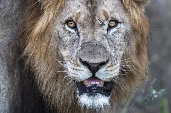 Lion (Panthera leo), Zimanga private game reserve, KwaZulu-Natal, South Africa, Africa