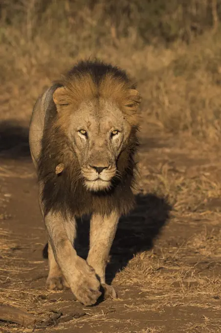 Lion (Panthera leo), Zimanga private game reserve, KwaZulu-Natal, South Africa, Africa