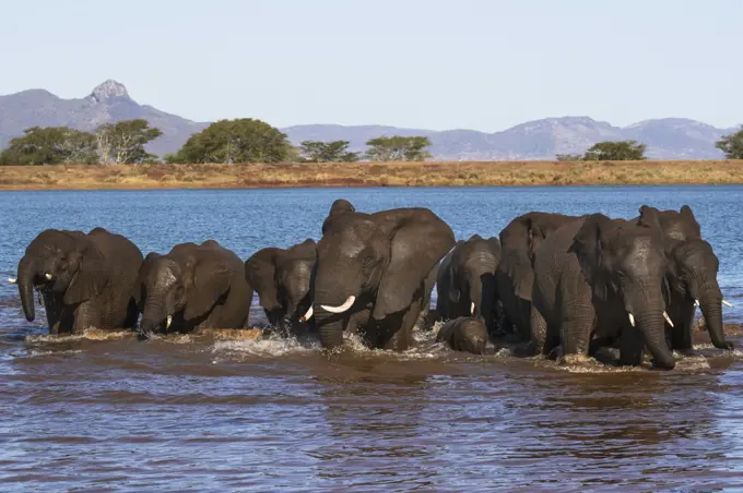 African elephants (Loxodonta africana) in water, Zimanga game reserve, KwaZulu-Natal, South Africa, Africa