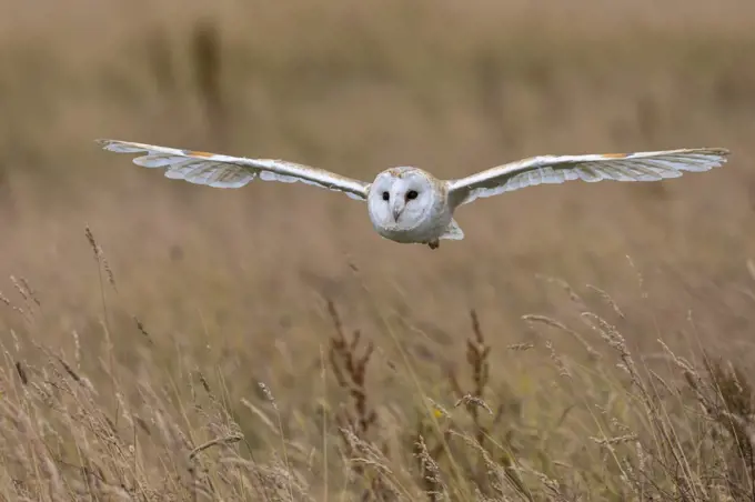 Barn owl (Tyto alba), captive, Cumbria, England, United Kingdom, Europe