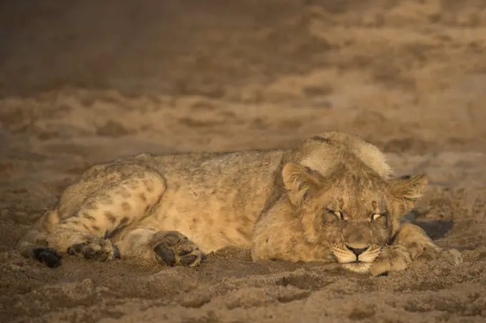 Lion (Panthera leo) cub sleeping, Zimanga private game reserve, KwaZulu-Natal, South Africa, Africa