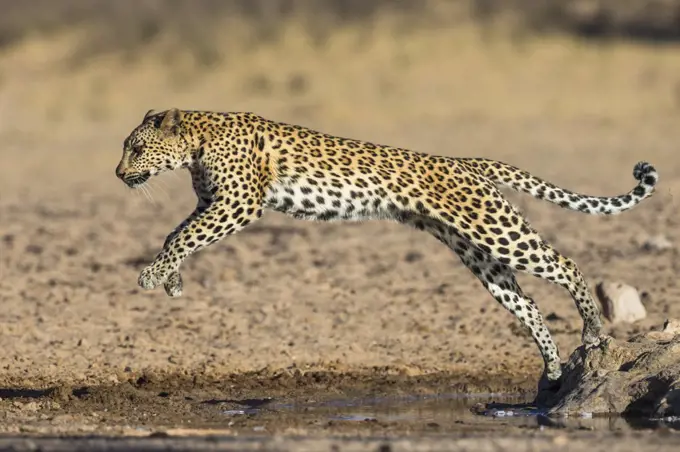 Leopard (Panthera pardus) female leaping, Kgalagadi Transfrontier Park, South Africa, Africa