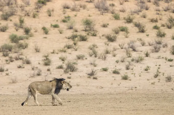 Lion (Panthera leo) male, Kgalagadi Transfrontier Park, South Africa