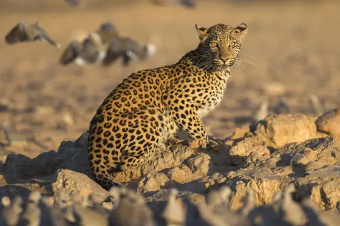 Leopard (Panthera pardus) female, Kgalagadi Transfrontier Park, South Africa, Africa