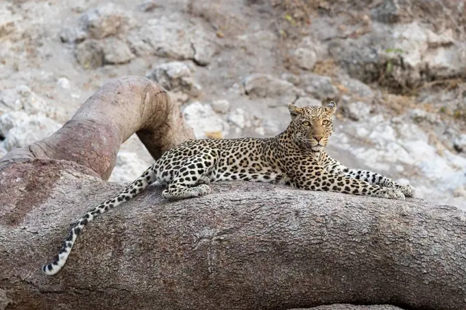 Leopard (Panthera pardus) female, Kgalagadi Transfrontier Park, South Africa, Africa