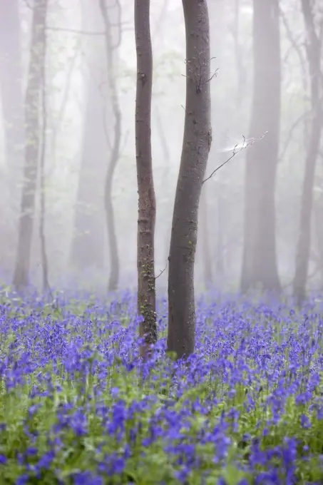 Bluebell wood in morning mist, Lower Oddington, Cotswolds, Gloucestershire, United Kingdom, Europe