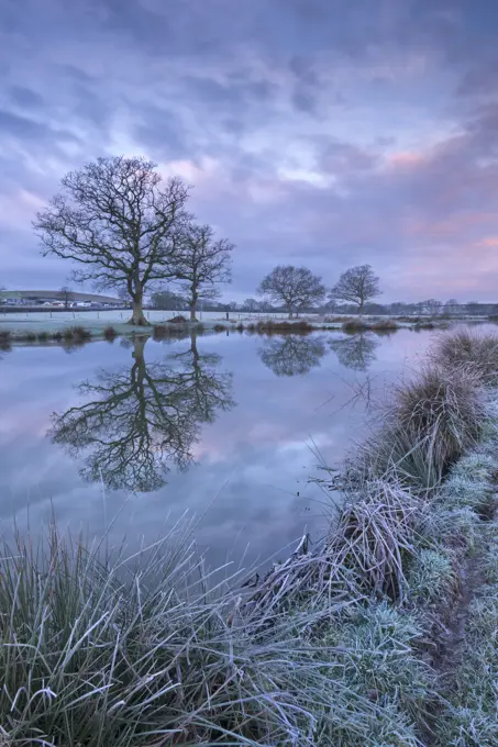 Frosty winter morning beside a rural pond, Morchard Road, Devon, England, United Kingdom, Europe