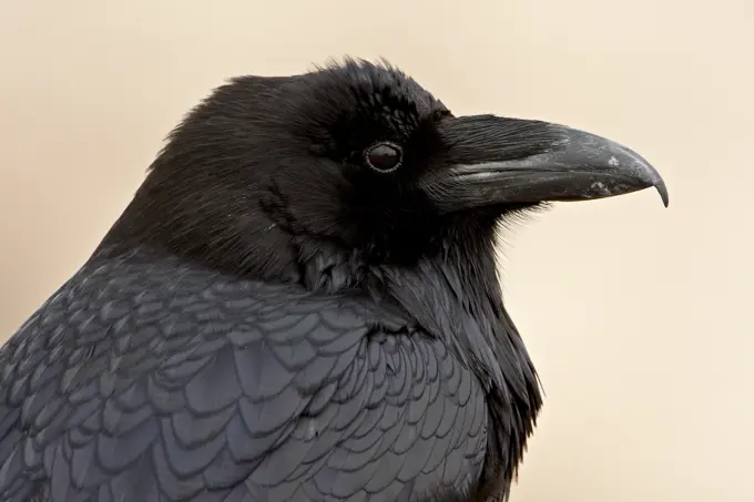 Common raven Corvus corax, Petrified Forest National Park, Arizona, United States of America, North America