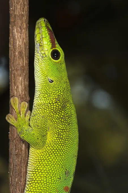 Madagascar Giant Day Gecko (Phelsuma madagascariensis grandis), Madagascar, Africa