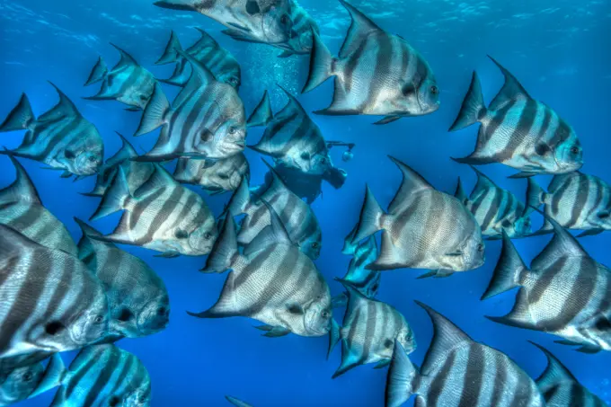 Bat fish in HDR, shot in the Turks and Caicos Islands, West Indies, Central America