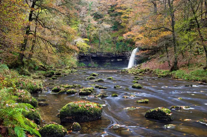 Sgwd Gwladus waterfall surrounded by autumnal foliage, near Ystradfellte, Brecon Beacons National Park, Powys, Wales, United Kingdom, Europe