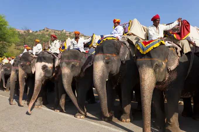 Elephants waiting to carry tourists at Amber Fort near Jaipur, Rajasthan, India, Asia