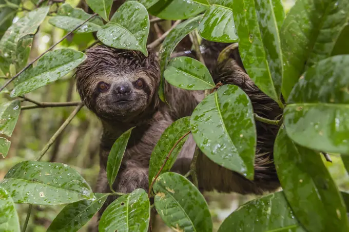 A wild brown-throated sloth (Bradypus variegatus), Landing Casual, Upper Amazon River Basin, Loreto, Peru, South America