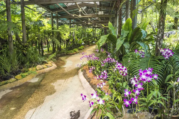 Orchid garden, Perdana Botanical Garden, Tun Abdul Razak Heritage Park, Kuala Lumpur, Malaysia, Southeast Asia, Asia