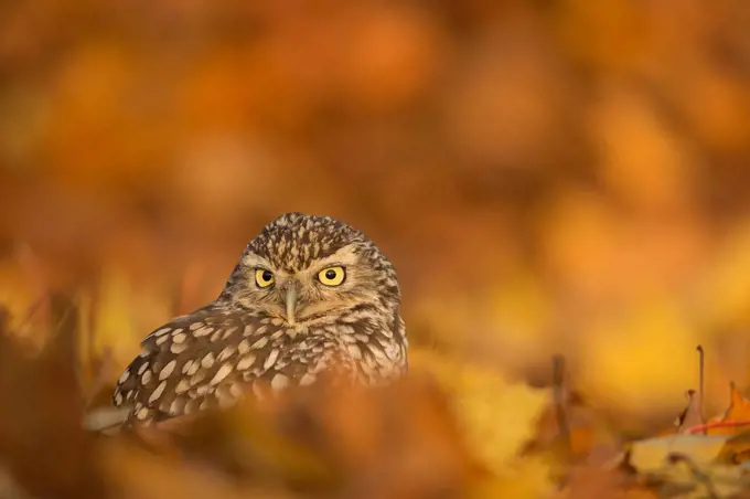 Burrowing owl (Athene cunicularia), among autumn foliage, United Kingdom, Europe