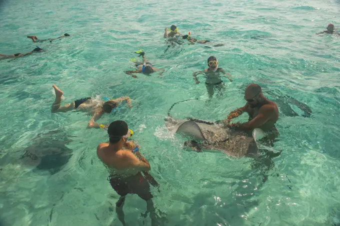 Tourists swimming with sting rays, Bora Bora, Society Islands, French Polynesia, Pacific