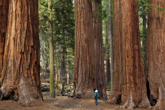 Tourist hiker, admiring the Giant Sequoia trees Sequoiadendron giganteum, known as the Parker Group, Sequoia National Park, Sierra Nevada, California,...