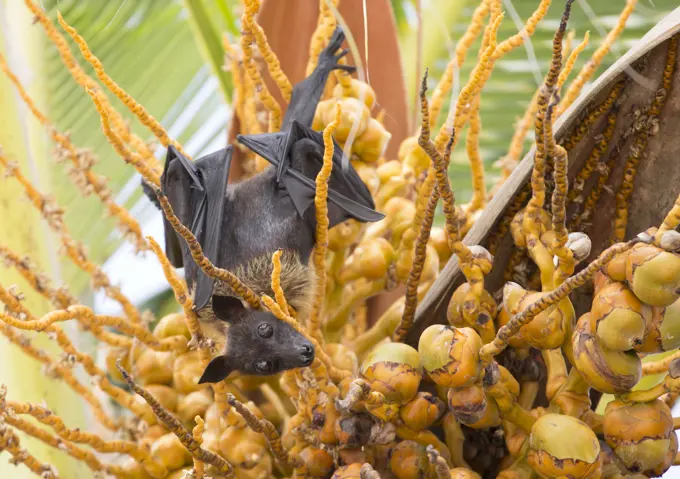 Fruit bat in palm tree, Dhuni Kolhu, Baa Atoll, Republic of Maldives, Indian Ocean, Asia