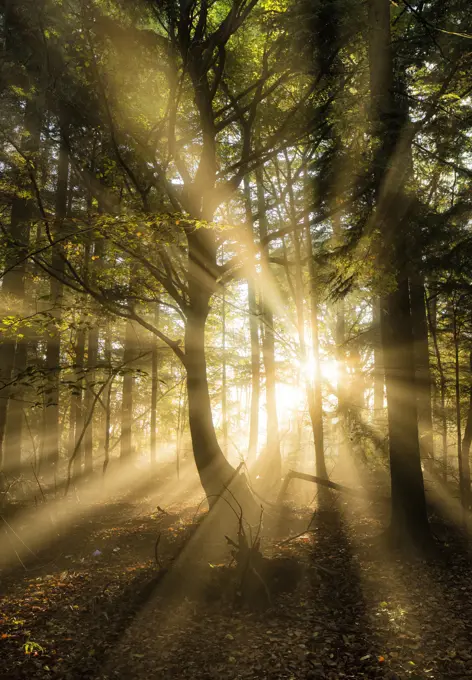 Sunbeams bursting through misty autumnal woodland, Limpsfield Chart, Oxted, Surrey, England, United Kingdom, Europe