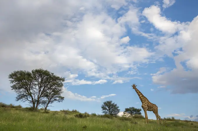 Giraffe (Giraffa camelopardalis), Kgalagadi Transfrontier Park, Northern Cape, South Africa, Africa