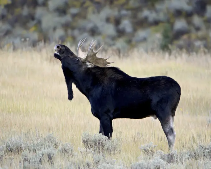 Bull moose Alces alces calling, Wasatch Mountain State Park, Utah, United States of America, North America