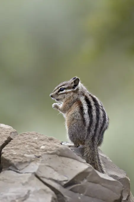 Yellow pine chipmunk Eutamias amoenus, Yellowstone National Park, Wyoming, United States of America, North America