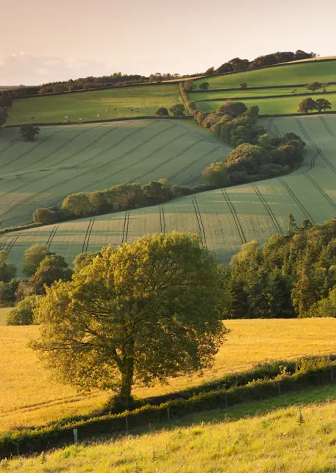 Rolling farmland in summertime, Devon, England, United Kingdom, Europe