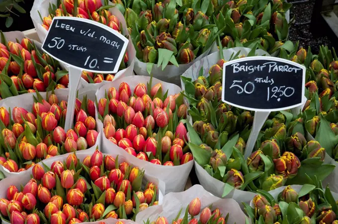 Tulips, Bloemenmarkt, Amsterdam, Holland, Europe