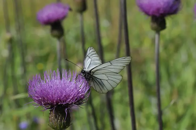 Black veined white butterfly Aporia crataegi feeding from Pannonic thistle Cirsium pannonicum, Julian Alps, slovenia, slovenian, europe, european