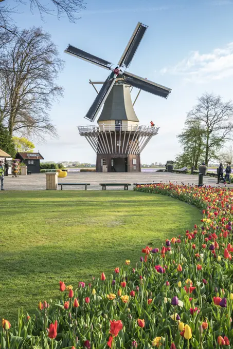 Windmill and tulips at Keukenhof Gardens, Lisse, South Holland province, Netherlands