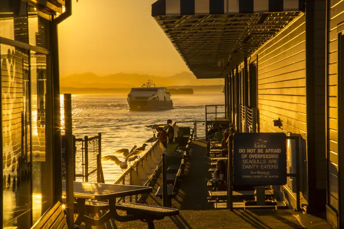 Bainbridge Ferry and seagulls on Pier 54 during the golden hour before sunset, Alaskan Way, Downtown, Seattle, Washington State, United States of Amer...