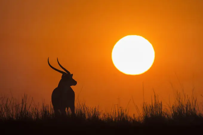 Red lechwe (Kobus lechwe) male at sunset, Chobe National Park, Botswana, Africa