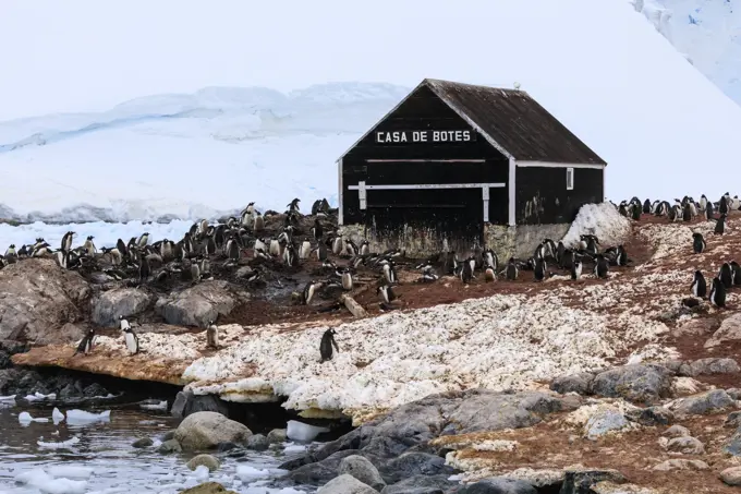 Gentoo penguin (Pygoscelis papua) colony, boat hut of Chilean Gonzalez Videla Station, Waterboat Point, Paradise Bay, Antarctica, Polar Regions