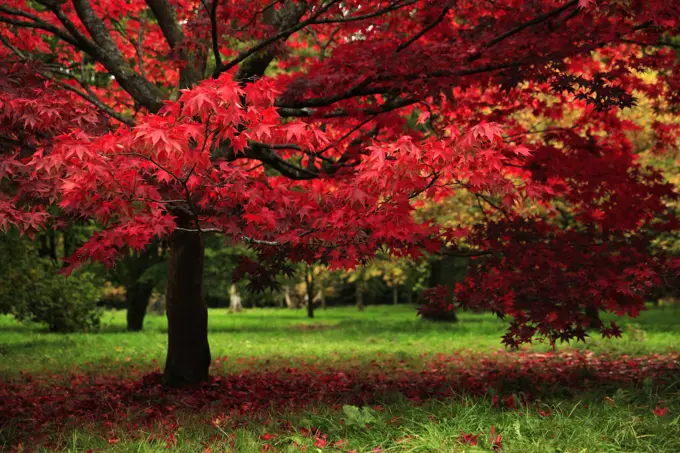 Autumn colours, Westonbirt Arboretum, Gloucestershire, England, United Kingdom, Europe