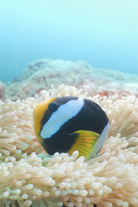 Clark´s Anemonefish Amphiprion clarkii, Southern Thailand, Andaman Sea, Indian Ocean, Asia